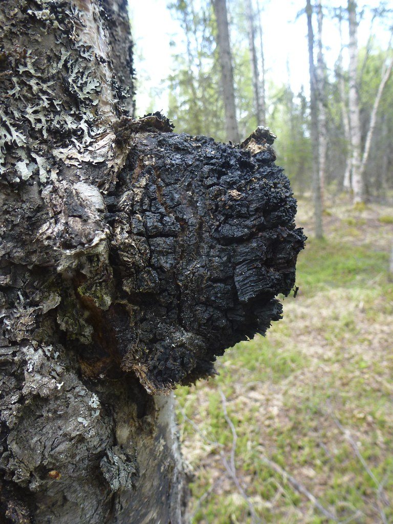 Chaga na kmeni břízy